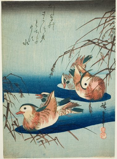 Mandarin ducks