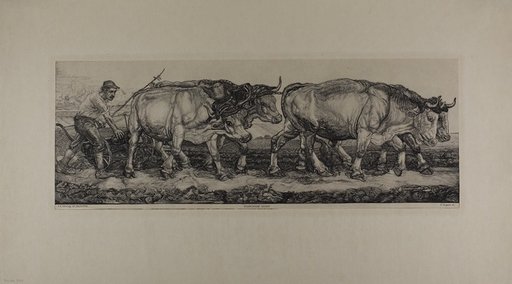 Plowing Oxen