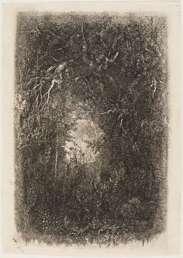 Clearing in the Forest