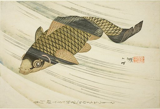 Carp Swiming Upstream