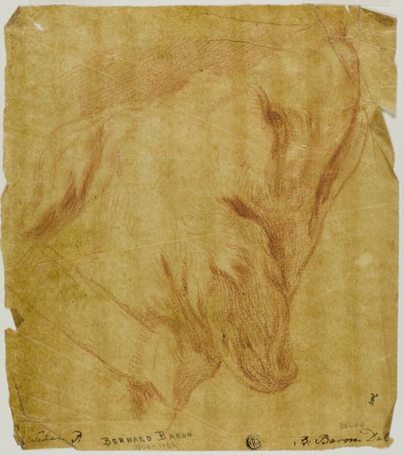 Head of a Dog