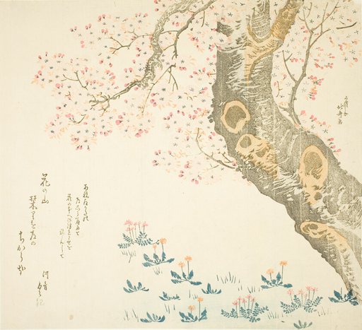 Dandelions and clovers beneath cherry tree