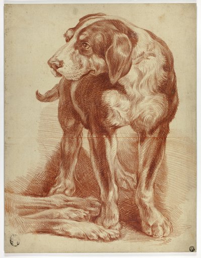 Hound Standing