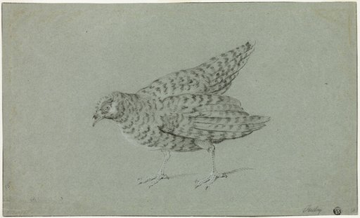 Partridge