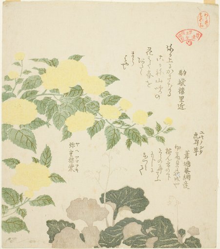 Yellow Roses (Yae yamabuki) and Creeping Saxifrages (Yukinoshita), from the series "Collection of Plants for the Kasumi Poetry Circle (Kasumi-ren somoku awase)"