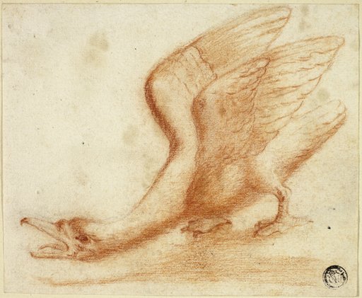 Swan