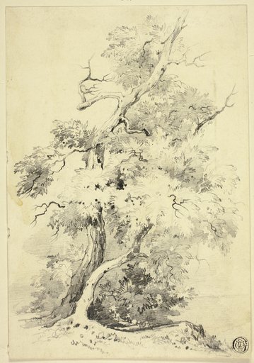 Tree on Bluff Beside Water