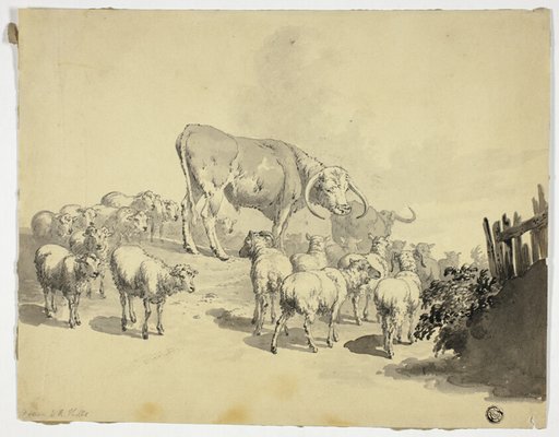 Cows and Sheep