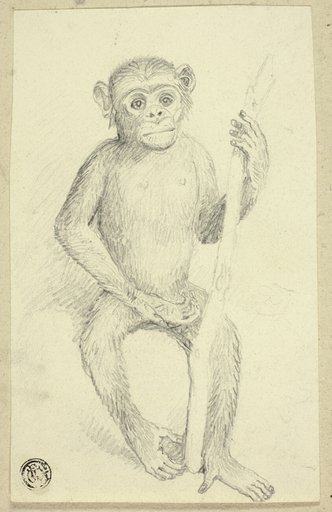 Orangutang