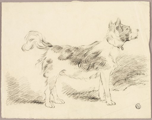 Shepherd Dog
