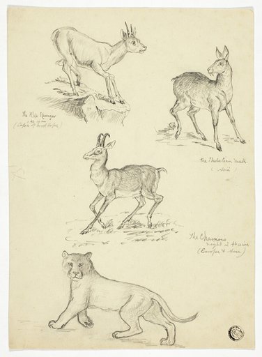 Chamois, Musk, Klipbok and Lion