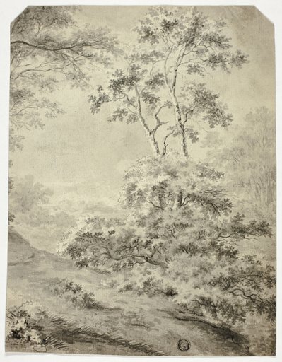 Forest Clearing