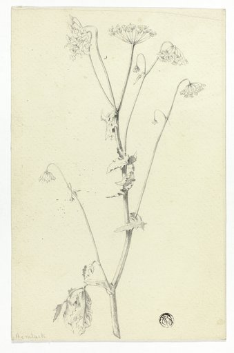 Hemlock