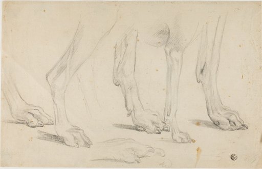Dog Paws