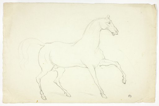 Stallion