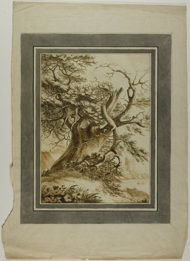 Giant Oak