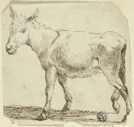 Donkey