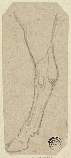 Cow's Leg