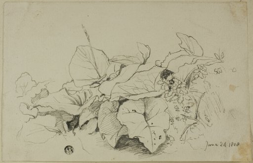 Clump of Leaves and Flowers