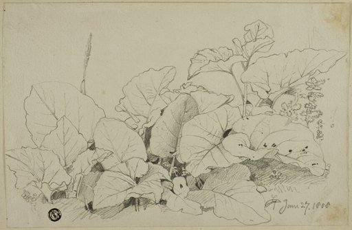 Clump of Leaves and Flowers