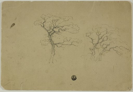 Flowering Trees