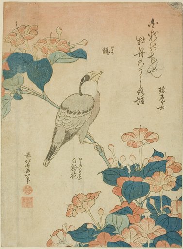 Japanese Grosbeak and Marvel of Peru (Ikaru, oshiroi no hana), from an untitled series of flowers and birds
