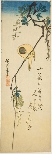 Bird on silky wisteria