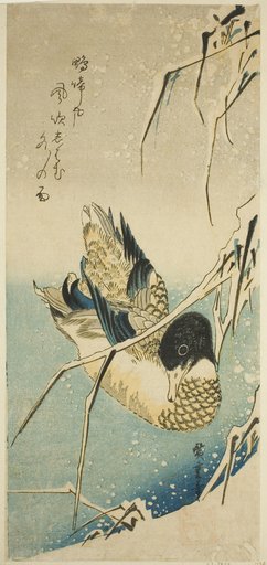 Ducks in snow