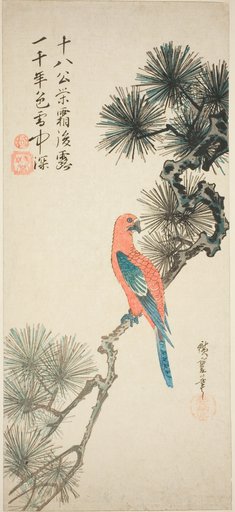 Macaw on a pine branch