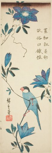 Java sparrow and clematis