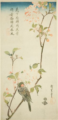 Bullfinch on aronia branch
