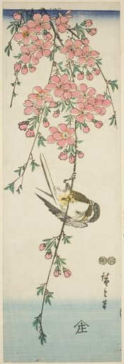 Great tit and cherry blossoms