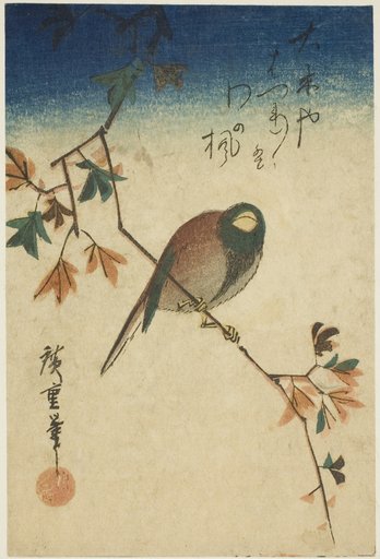 Bird on maple branch