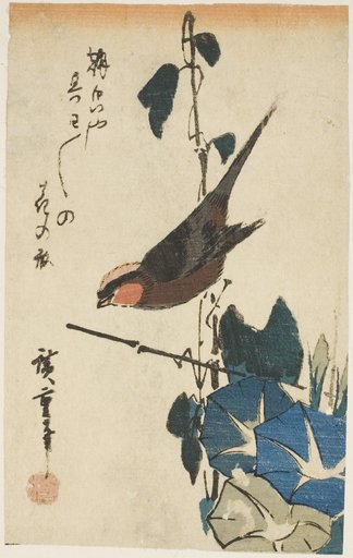 Sparrow and morning glories