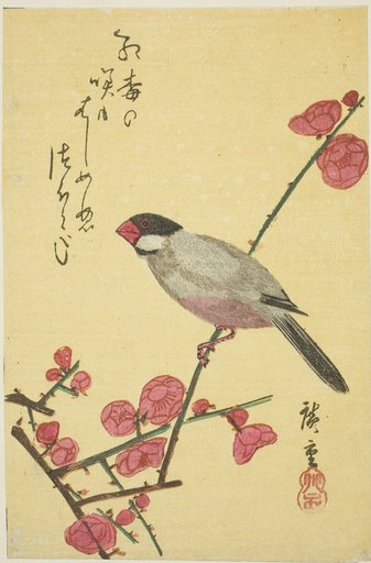 Java sparrow on plum branch