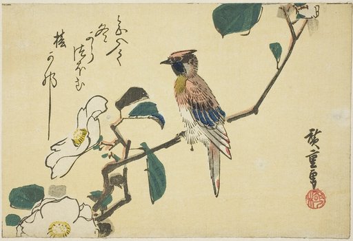 Black-naped oriole on camellia branch