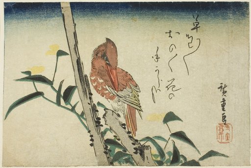 Kingfisher and dayflower