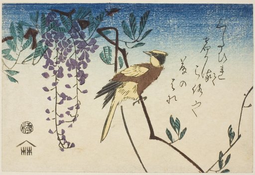 Black-naped oriole and wisteria