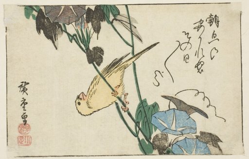 Canary and morning glories