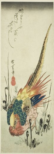 Golden pheasant and bracken ferns