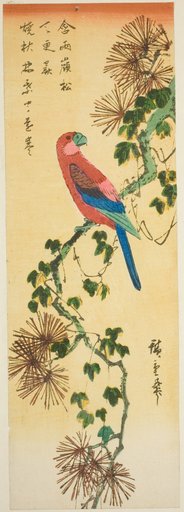 Macaw on ivy-covered pine branch