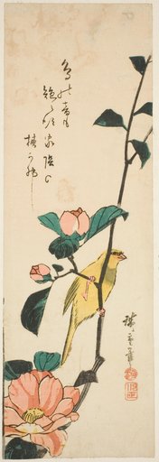 Canary and camellias