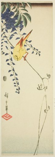 Canary and wisteria