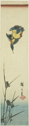 Kingfisher and reeds
