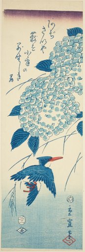 Kingfisher and hydrangea