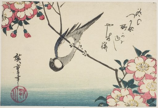 Great tit on cherry blossom branch