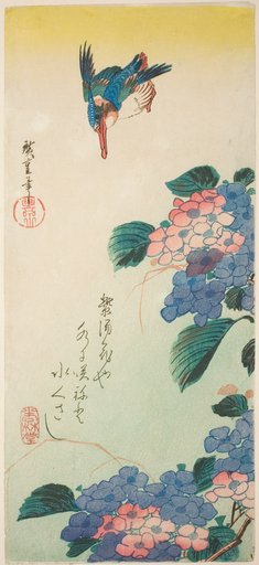 Kingfisher and hydrangea