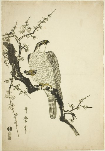 Hawk on a Plum Branch