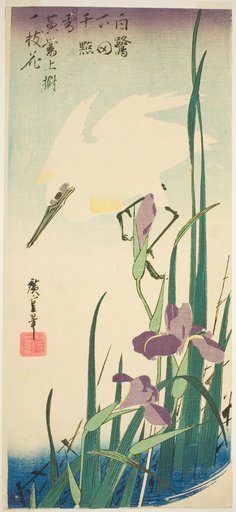 White heron and iris