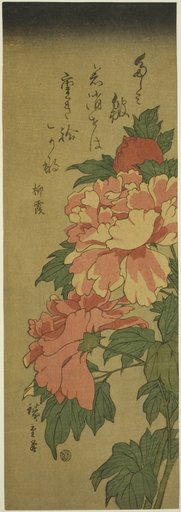 Peonies